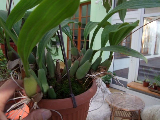 Pholidota imbricata syn.conchoidea.jpg