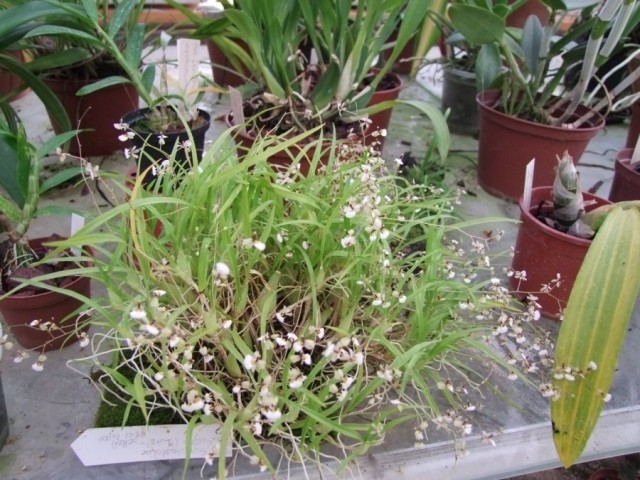 Sigmatostalix radicans.jpg