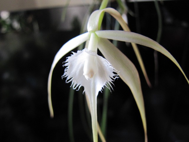 Brassavola cucullata 1.JPG