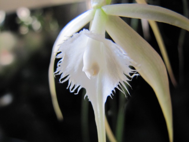 Brassavola cucullata 2.JPG