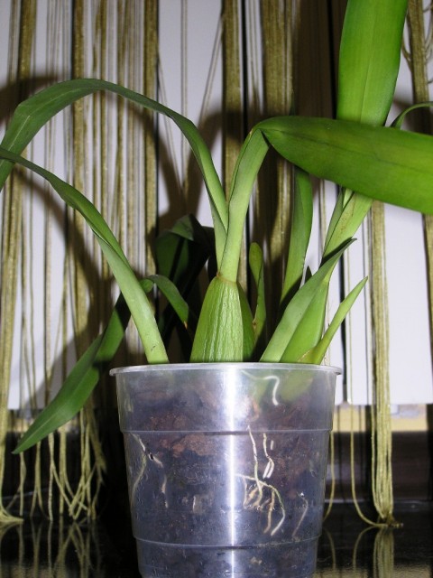 P1017945.JPG