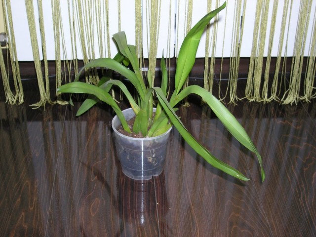 P1017946.JPG
