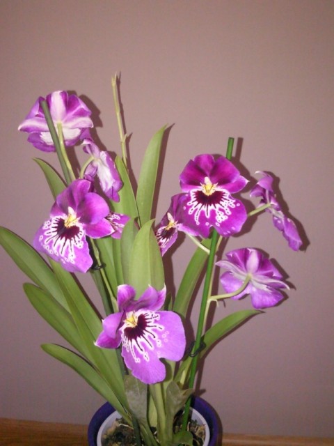 Miltonia.jpg