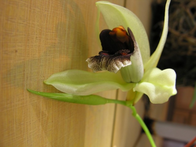 Coelogyne salmonikolor x usitana..jpg
