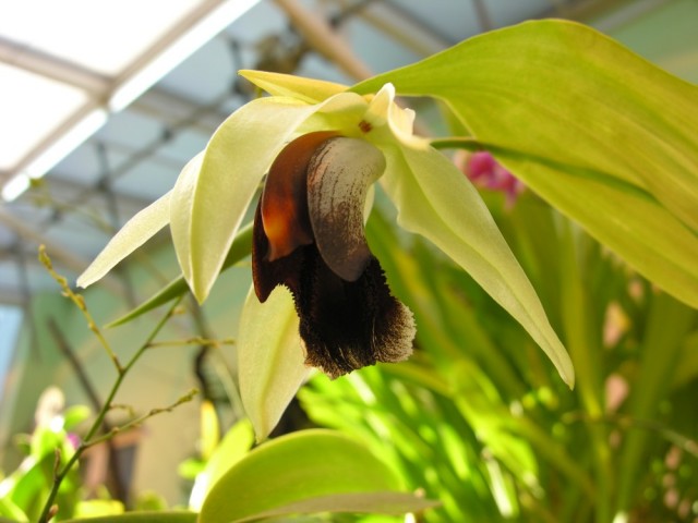 Coelogyne salmonikolor x usitana...jpg
