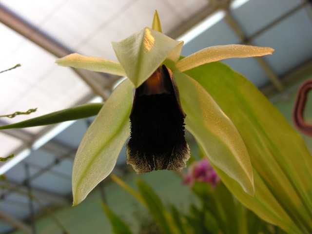 Coelogyne salmonikolor x usitana,.jpg