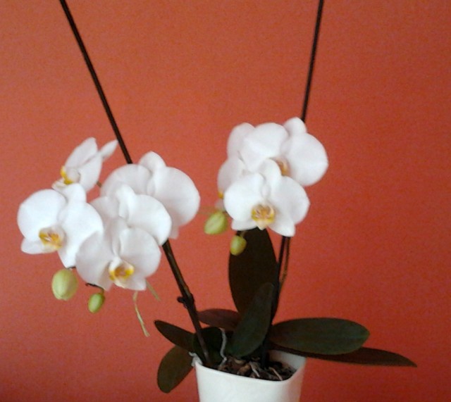 2011-08-31 16.19.05.jpg