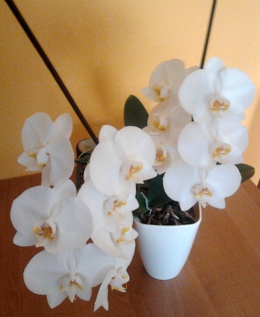 2011-10-14 14.18.09.jpg