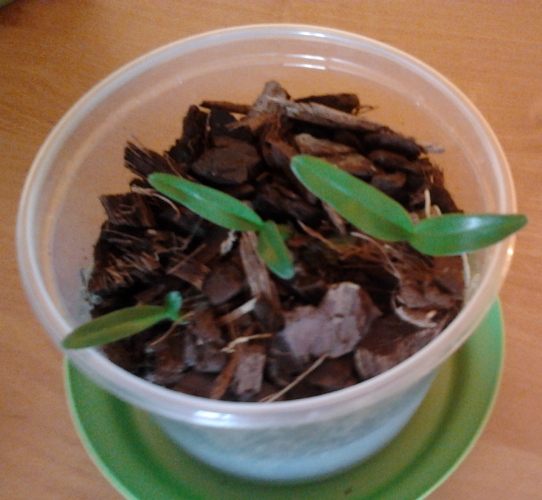 2011-11-12 13.03.00.jpg