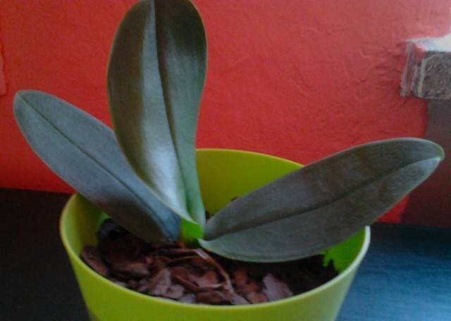 2011-11-12 13.09.01.jpg