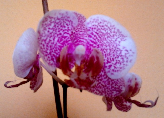 2011-11-06 12.40.52.jpg