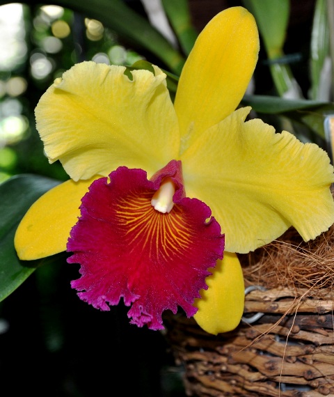 Blc.Alma Kee.JPG