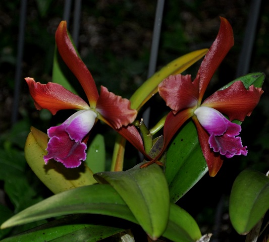 Laeliocattleya Kupferprinz 1.JPG