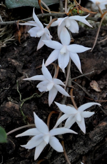 Aerides biloba - Kopia (2).JPG