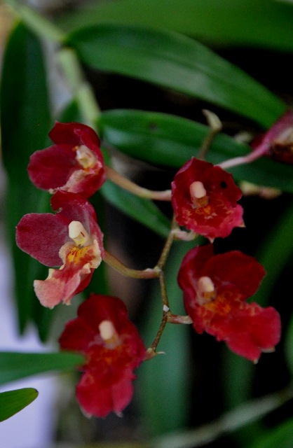 Howeara Lava Burst (2).JPG