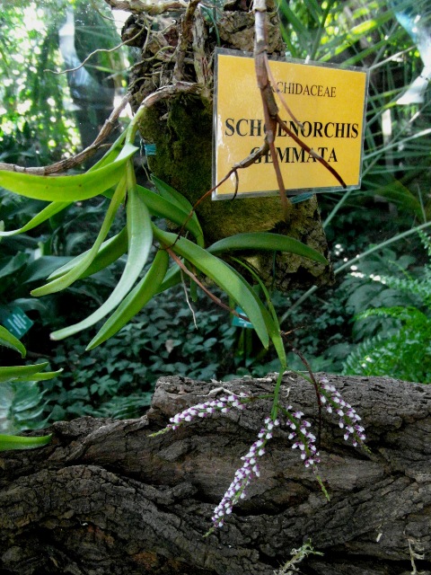 Schoenorchis gemmata 1.JPG