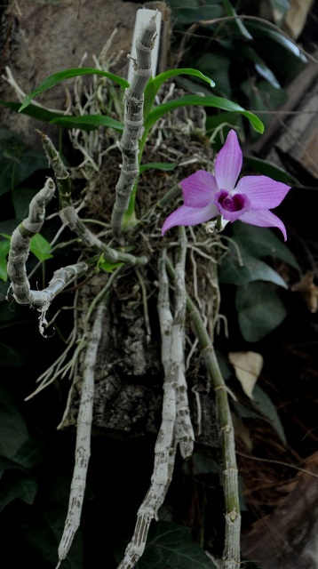 Dendrobium....JPG