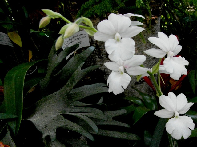 Calanthe Christmas White.JPG