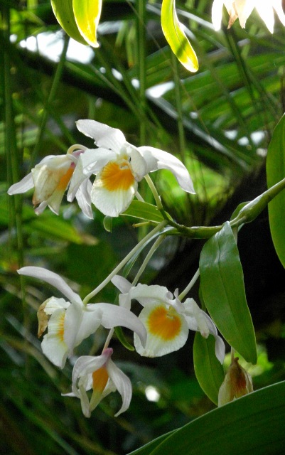 Dendr. findleyanum.JPG