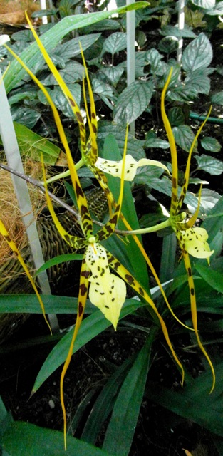 Brassia rex.JPG