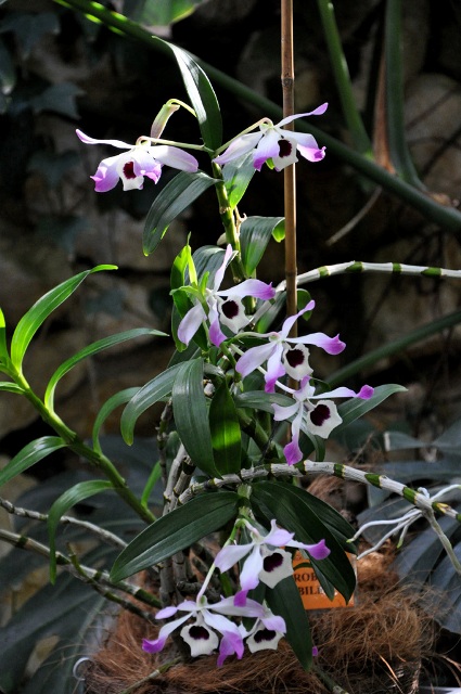 Dendrobium nobile.JPG