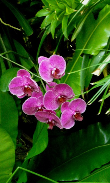 Phalaenopsis hybryda(2).JPG