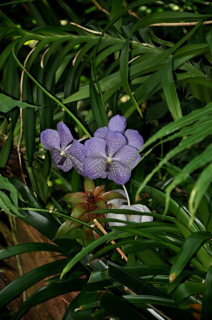 Vanda....JPG