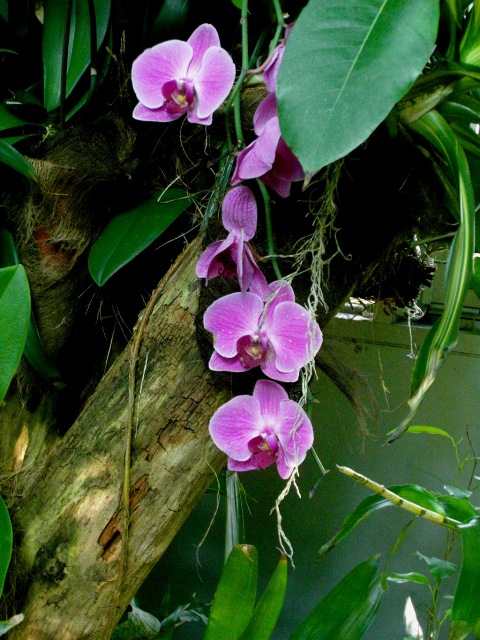 Phalaenopsis hybryda.JPG