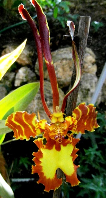 Psychopsis....JPG