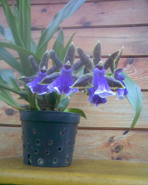 Stare Zygopetalum2.jpg