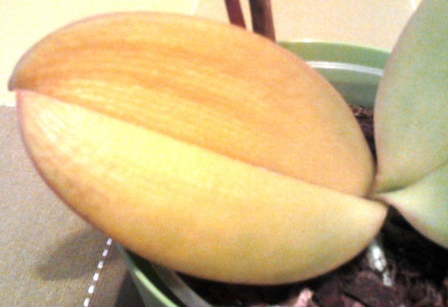 2011-11-15 14.56.35.jpg