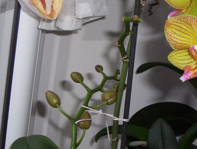 Styczeń 2011 060.jpg