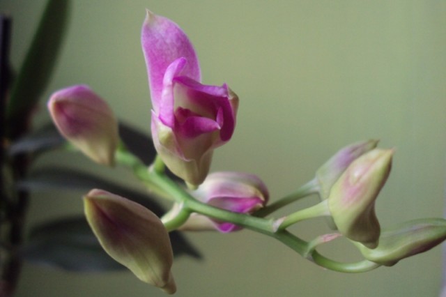 Dendrobium pąki.jpg