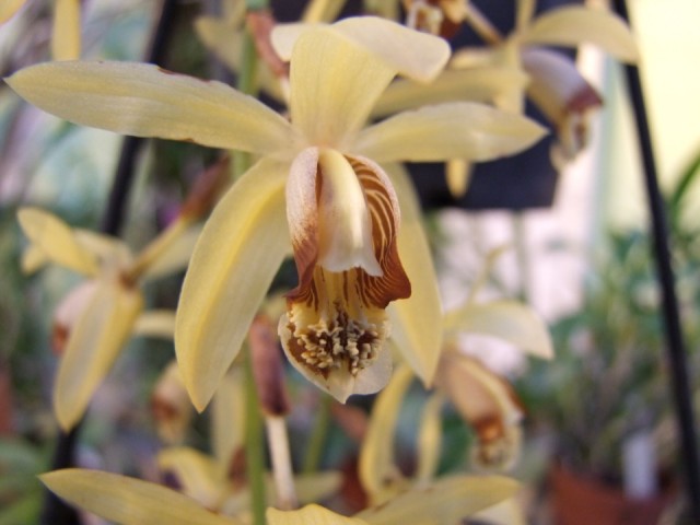 Coelogyne massangeana..jpg