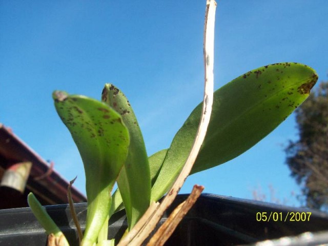 Chora M.coccinea.jpg