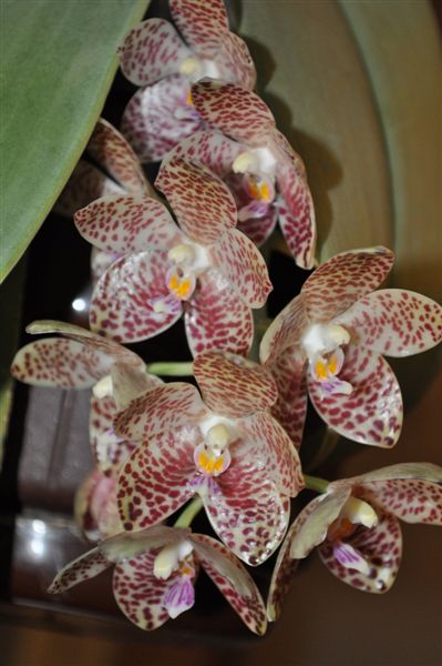 moja gigantea No 3.jpg