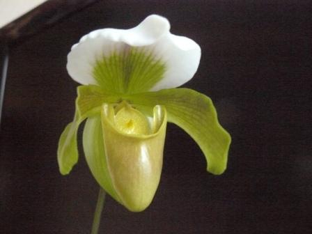 paphiopedilum.jpg