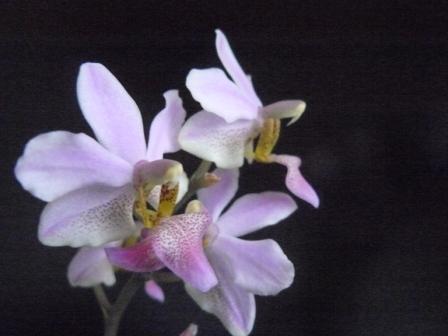 doritenopsis (1).jpg