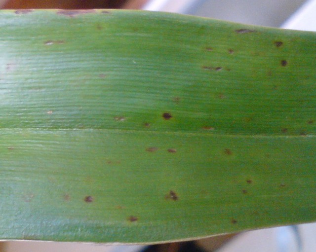 plamki na oncidium.jpg