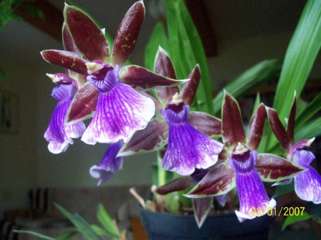 Zygopetalum 2011-2.jpg