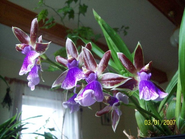 Kwiatostan od dołu 2011.jpg