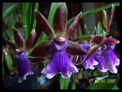 Zygopetalum 2011_zmniejszacz-pl_635024.jpg