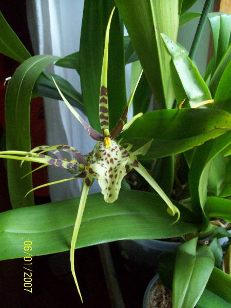 Ostatni kwiatostan Brassii- 2011-1b.jpg