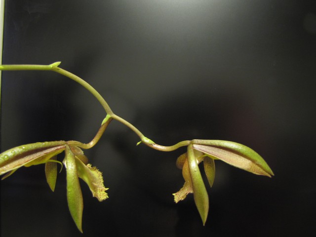 Catasetum schunkei 1.JPG