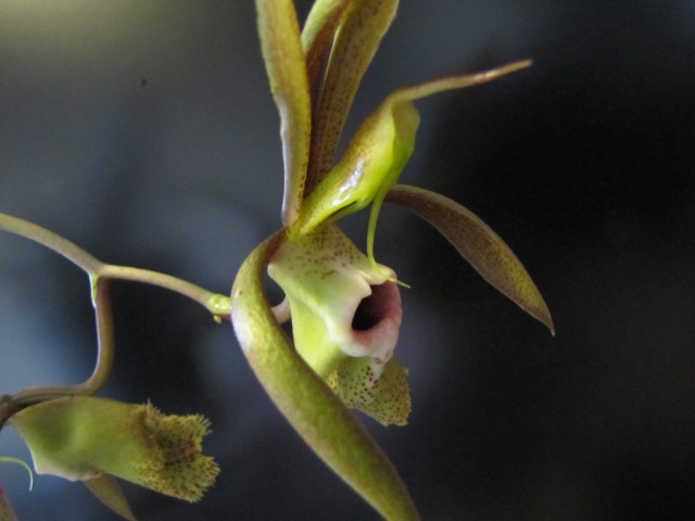 Catasetum schunkei 2.JPG