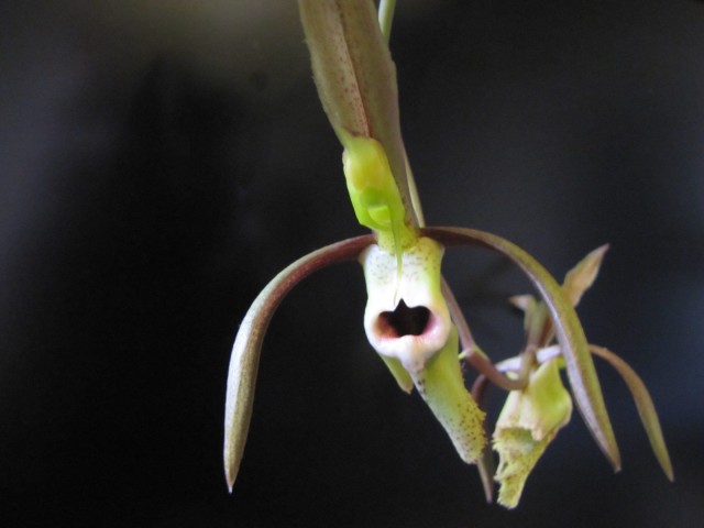 Catasetum schunkei 3.JPG
