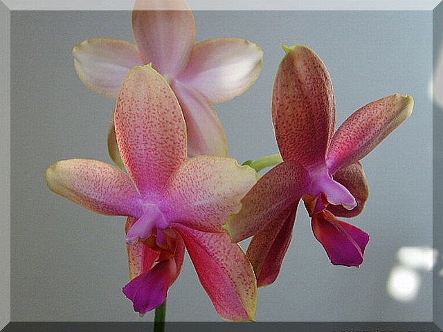 Phal. Liodoro III.jpg