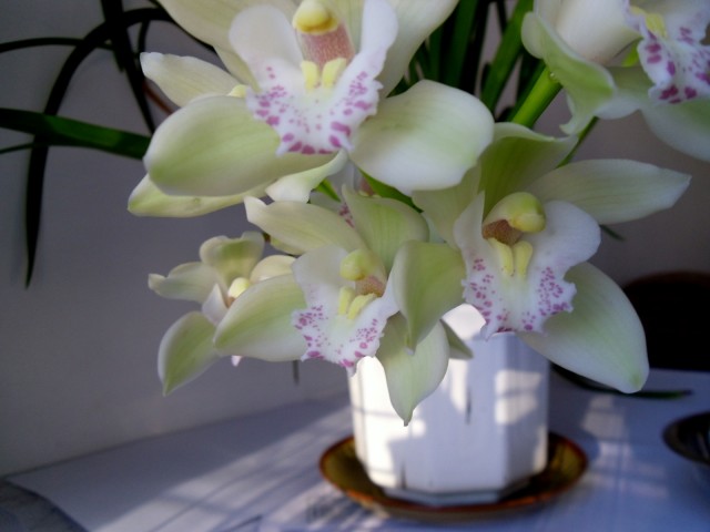 Phalaenopsis hybr pachnące.JPG