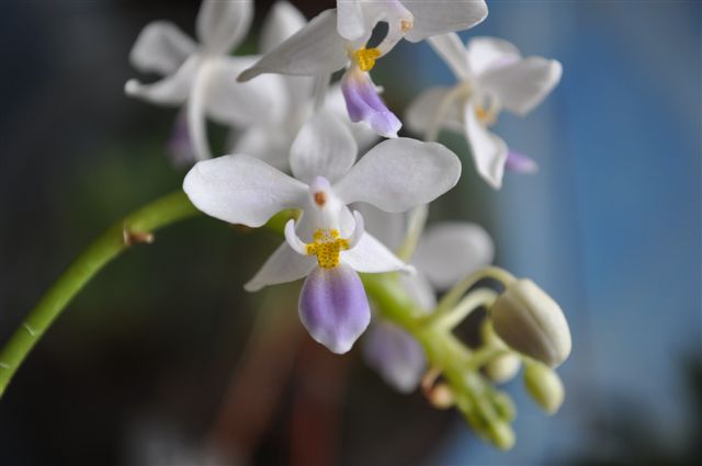 wystawa jesieN 2011 014.jpg