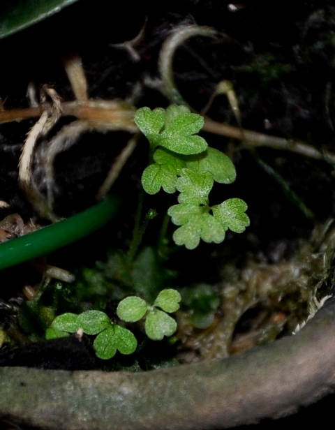 DSC_0462.JPG